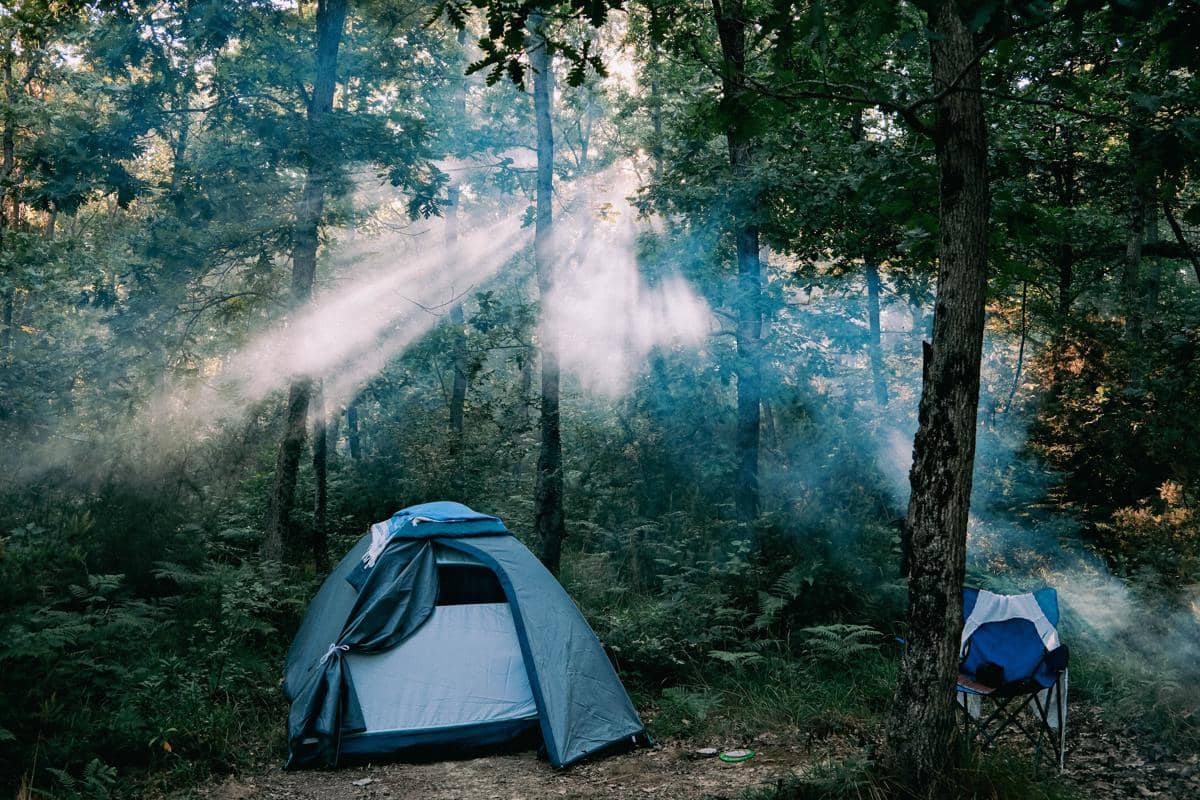 Kenapa Area Bawah Pohon Tidak Selalu Aman untuk Camping?