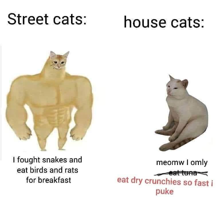 meme kucing jalanan