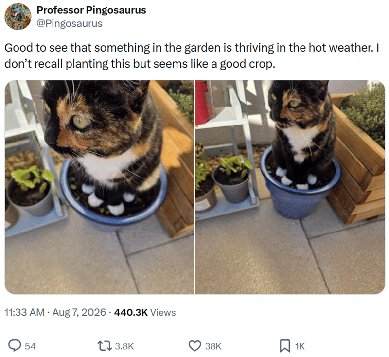 meme kucing di kebun