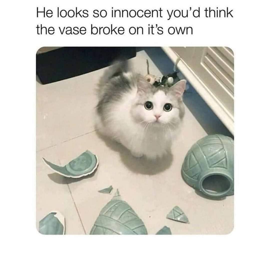 meme kucing rumahan