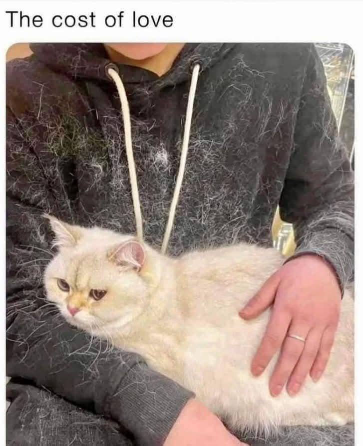 meme bulu kucing