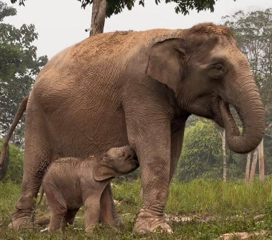 Berumur 45 Tahun, Gajah Binaan di Riau Melahirkan keenam Kalinya