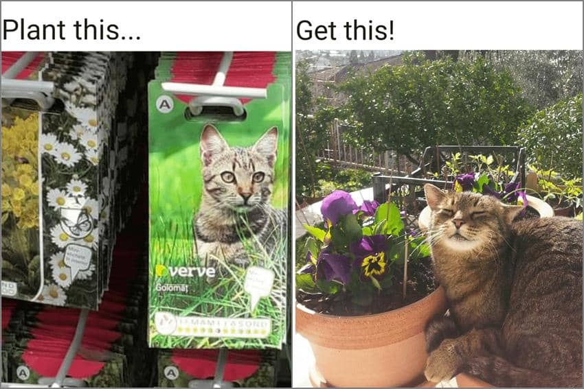 8 Meme Kucing di Kebun, Malah Cosplay Jadi Tanaman Hijau