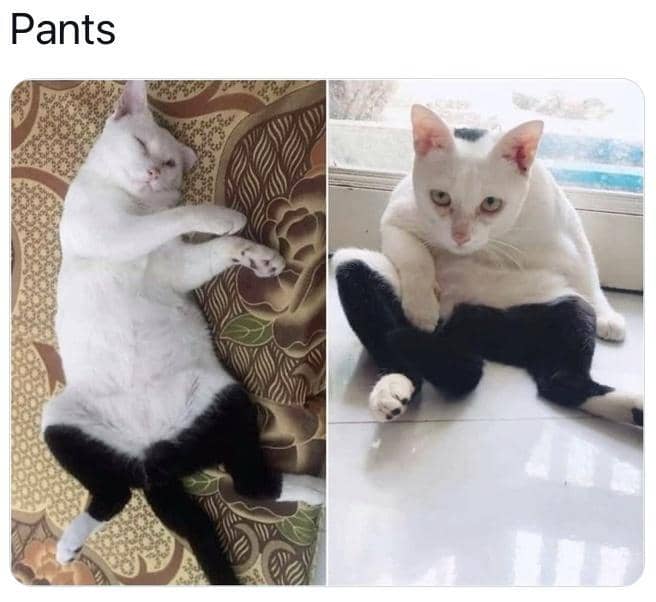 meme kucing dan celana