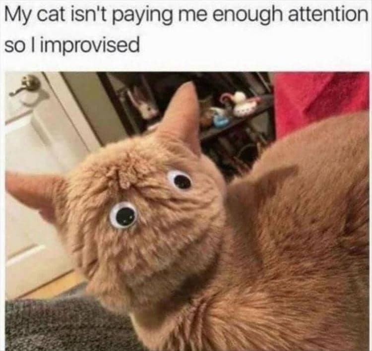 meme kucing cari perhatian