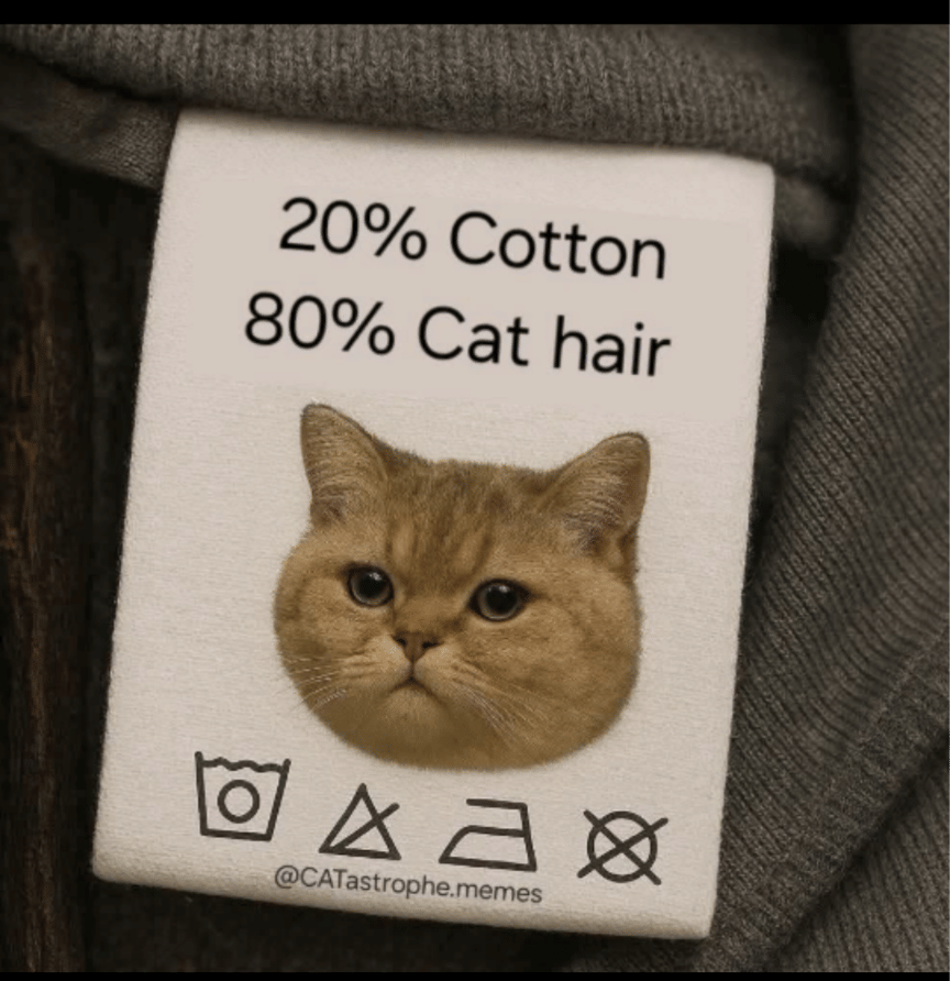 meme bulu kucing
