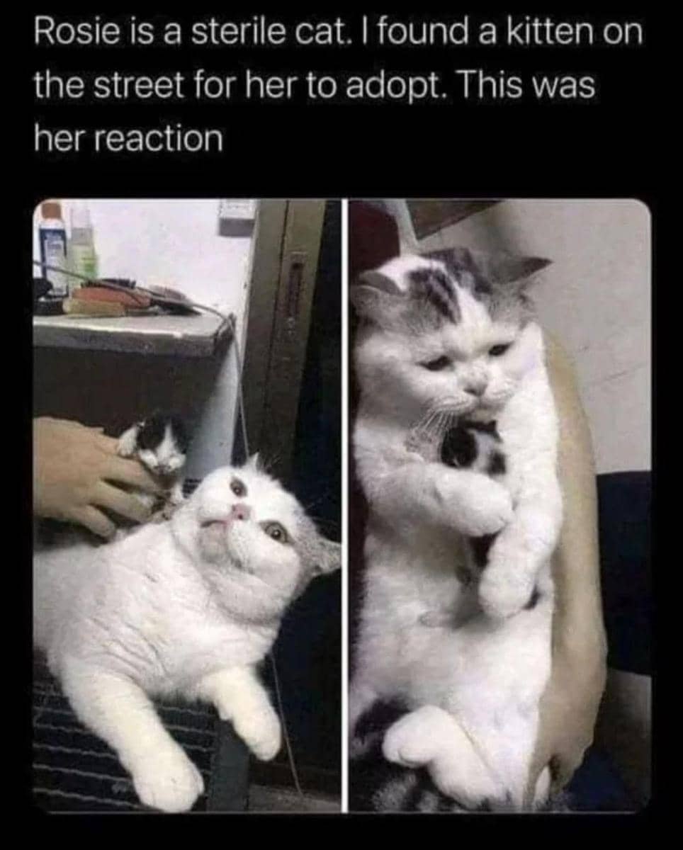 meme kucing jalanan