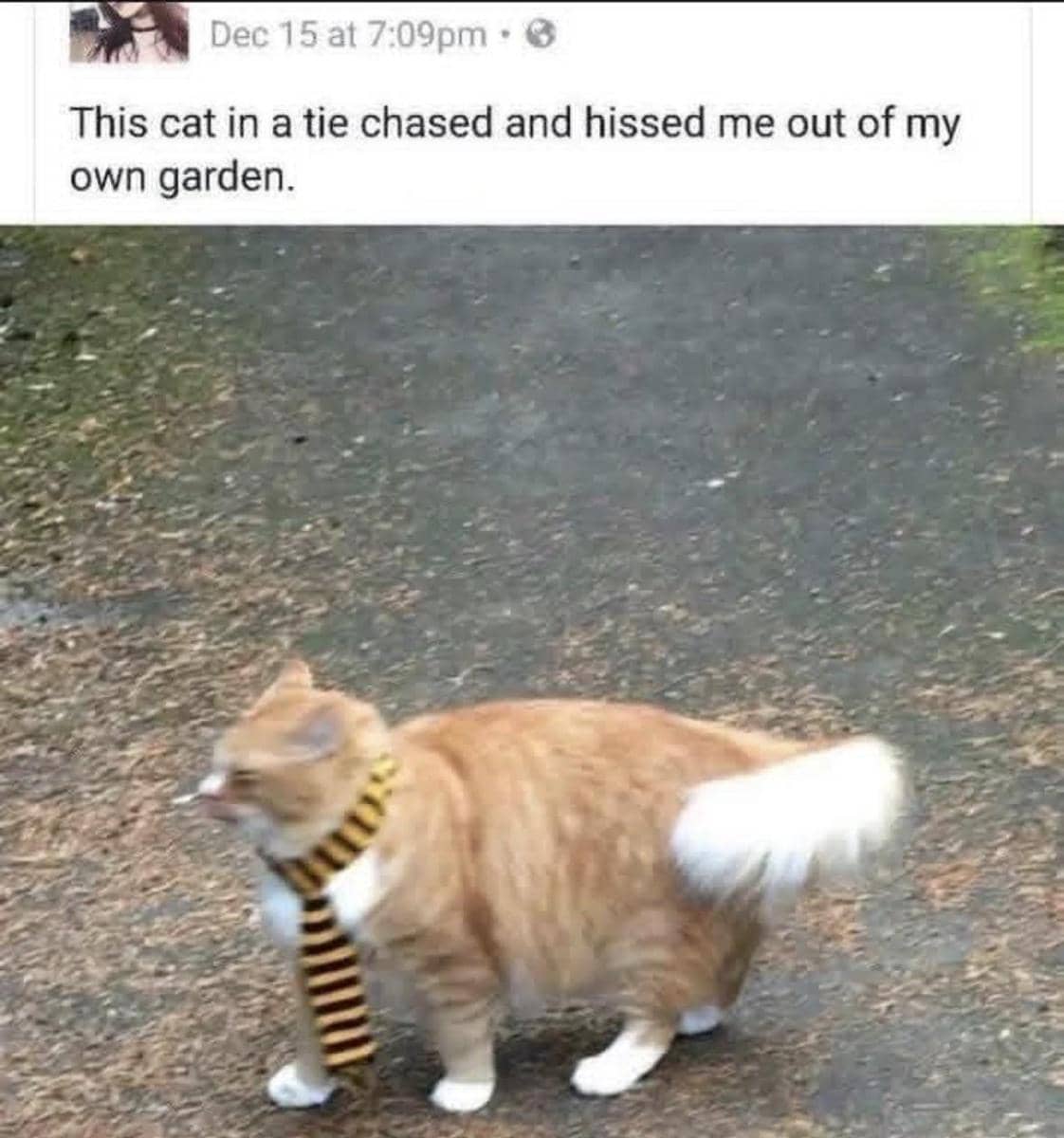 meme kucing di kebun