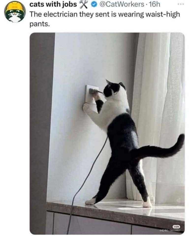 meme kucing dan celana