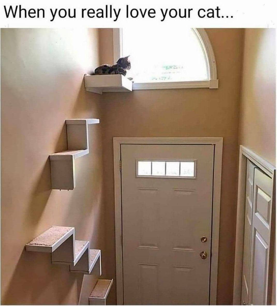 meme kucing rumahan