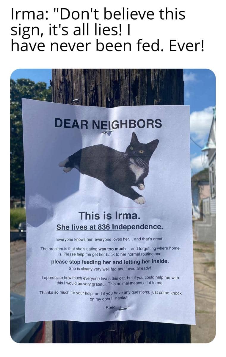 meme kucing dan tanda peringatan