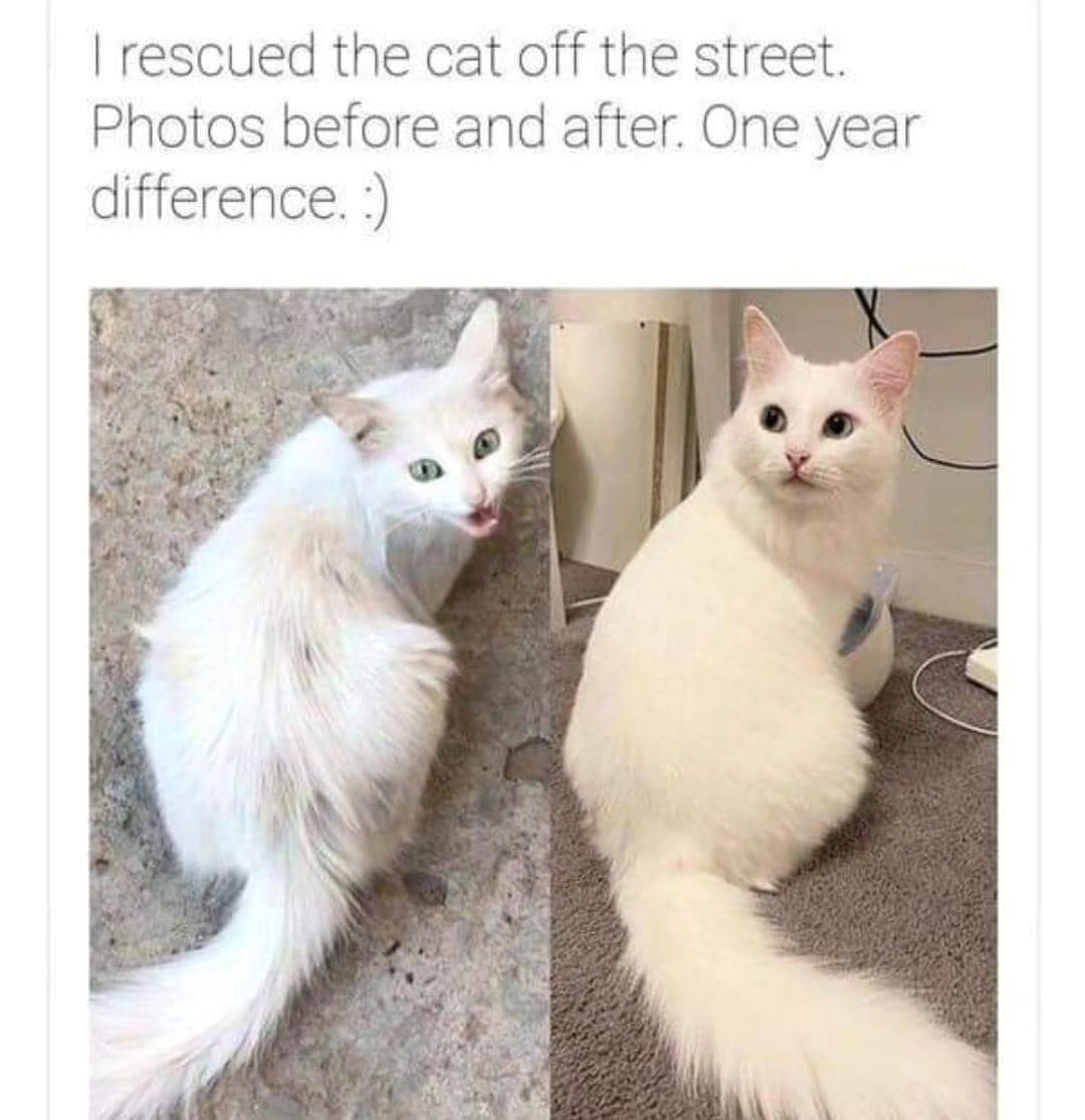 meme kucing jalanan