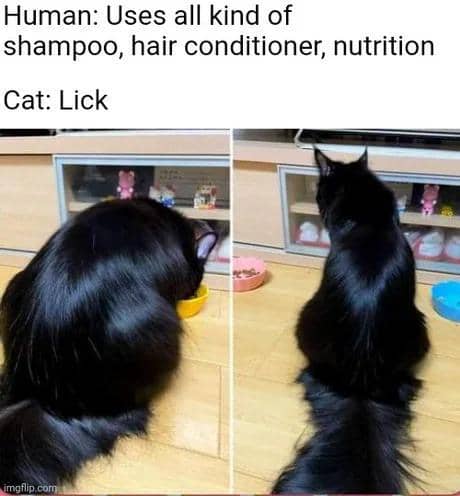 meme bulu kucing