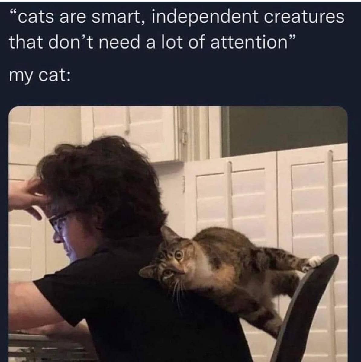 meme kucing cari perhatian