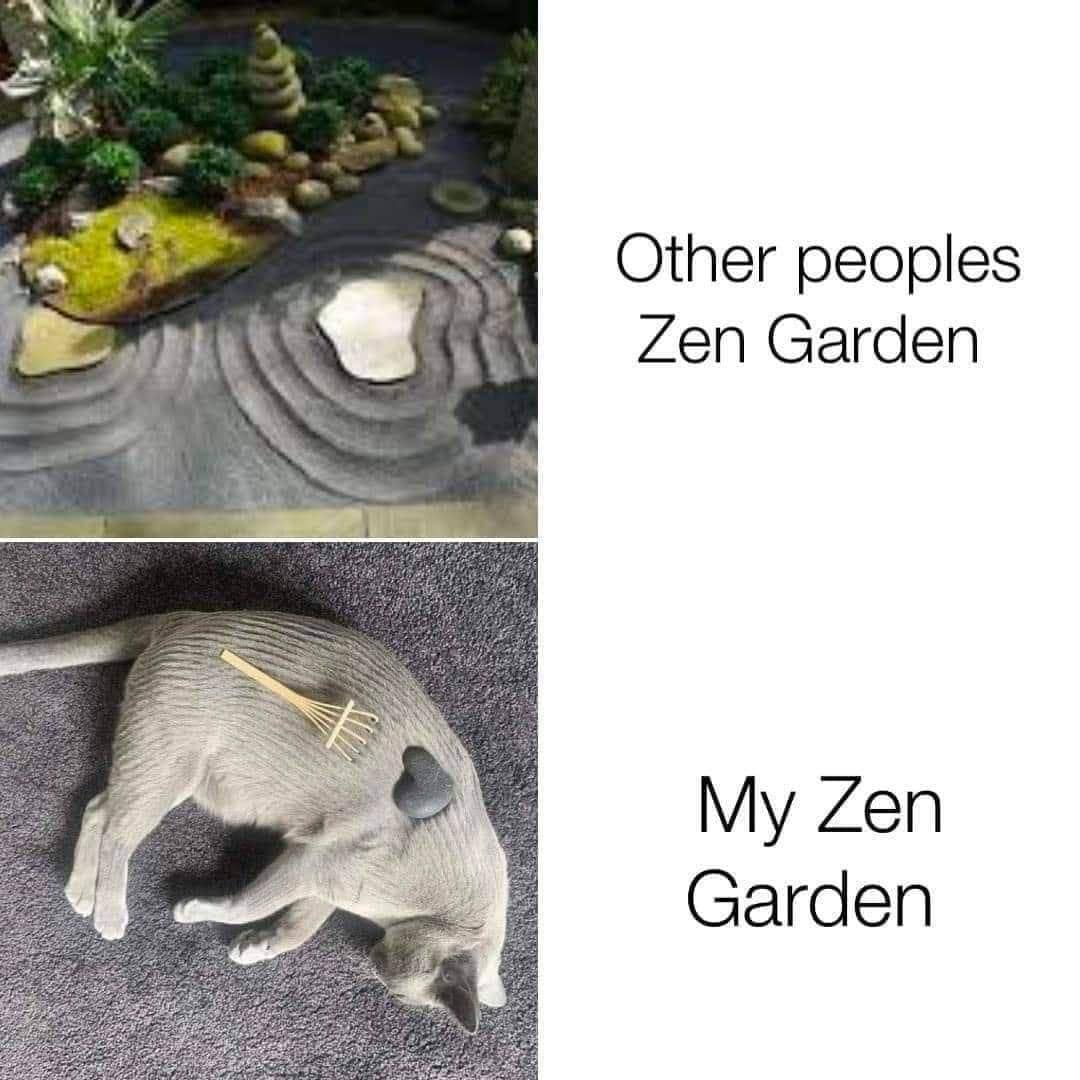 meme kucing di kebun