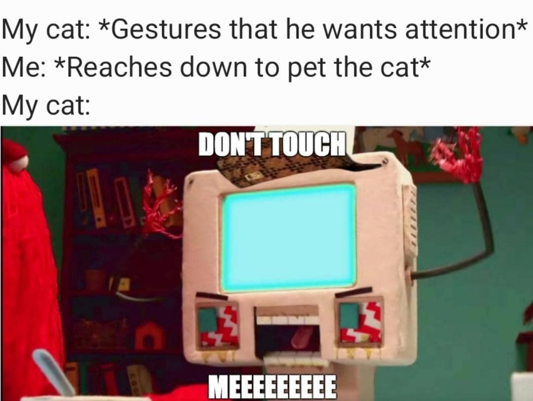meme kucing cari perhatian