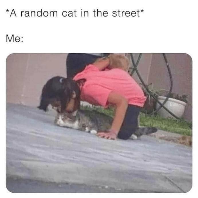 meme kucing jalanan