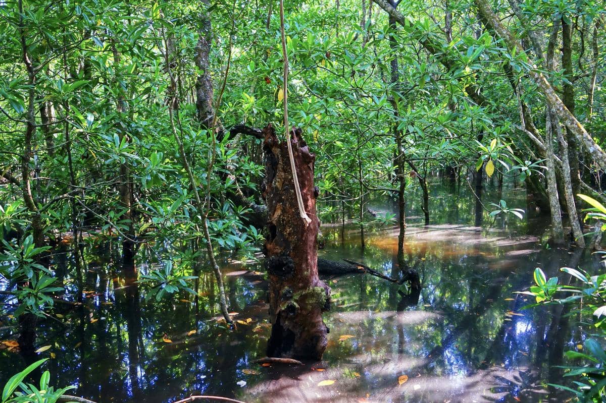 5 Fakta Unik Daintree Rainforest, Hutan Hujan Tertua di Dunia