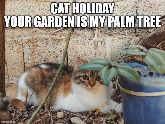 meme kucing di kebun