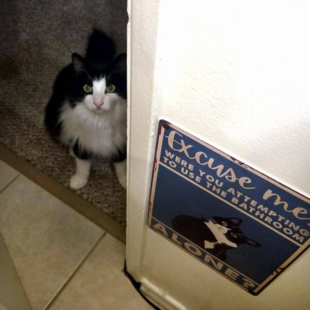 meme kucing dan tanda peringatan