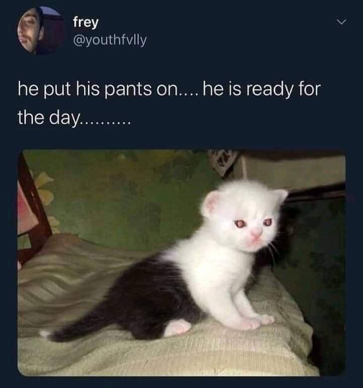 meme kucing dan celana