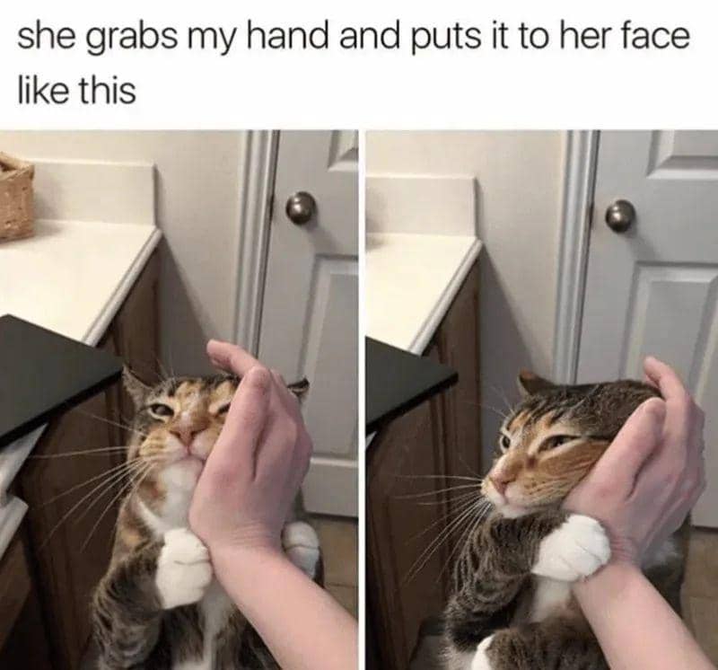 meme kucing cari perhatian