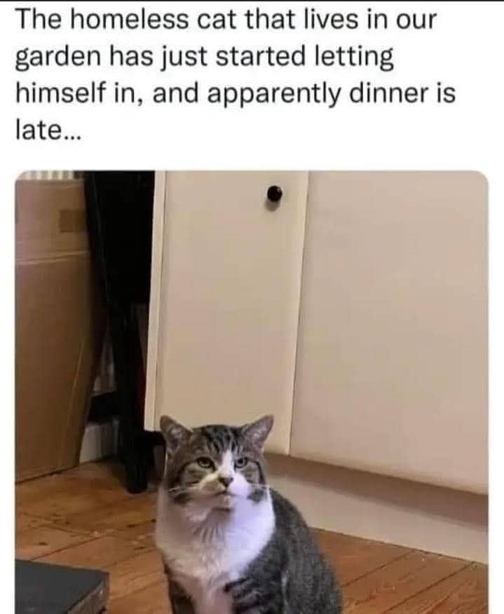 meme kucing jalanan