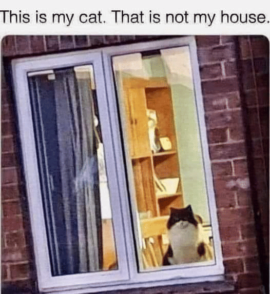 meme kucing rumahan