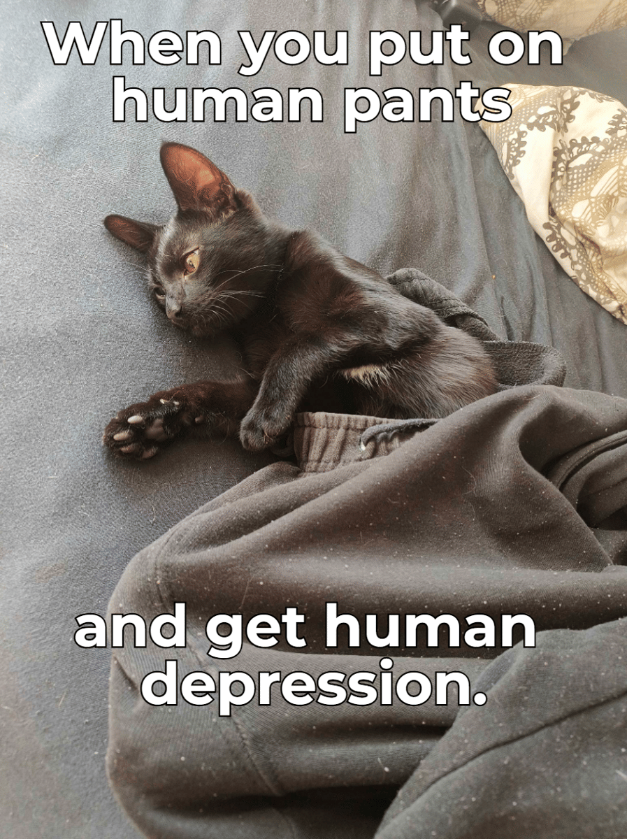 meme kucing dan celana