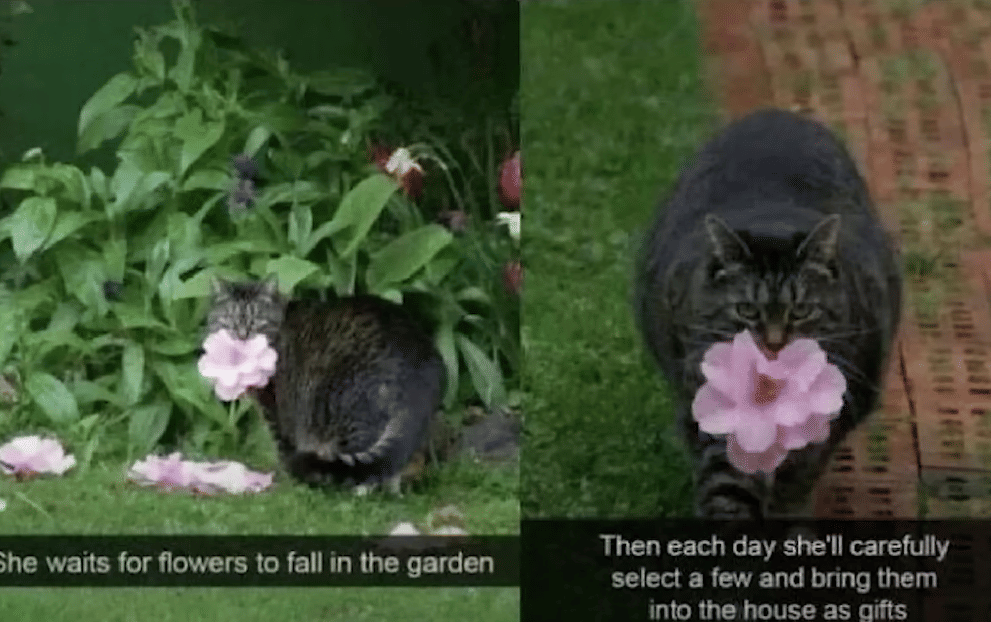 meme kucing di kebun