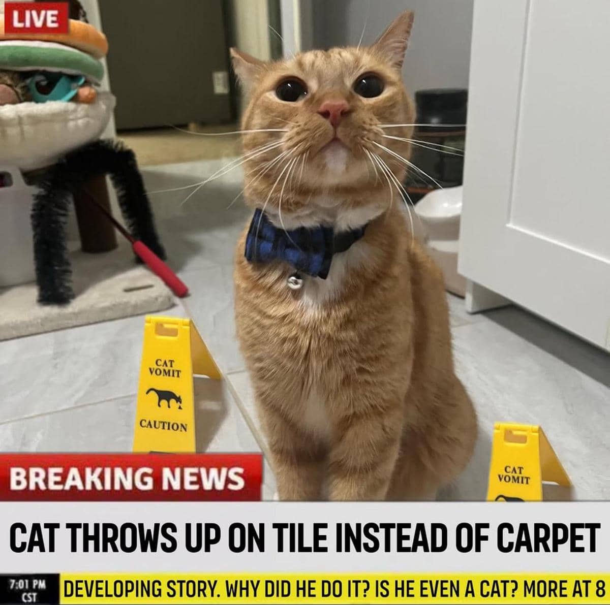 meme kucing dan tanda peringatan