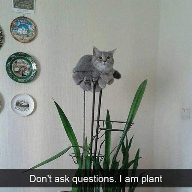 meme kucing di kebun