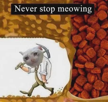 meme kucing rumahan