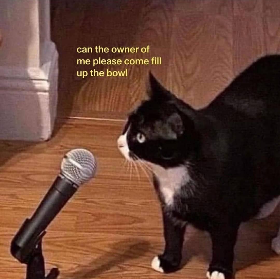meme kucing cari perhatian