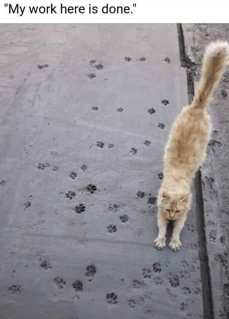 meme kucing jalanan