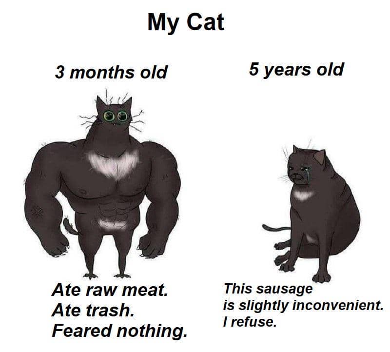 meme kucing jalanan