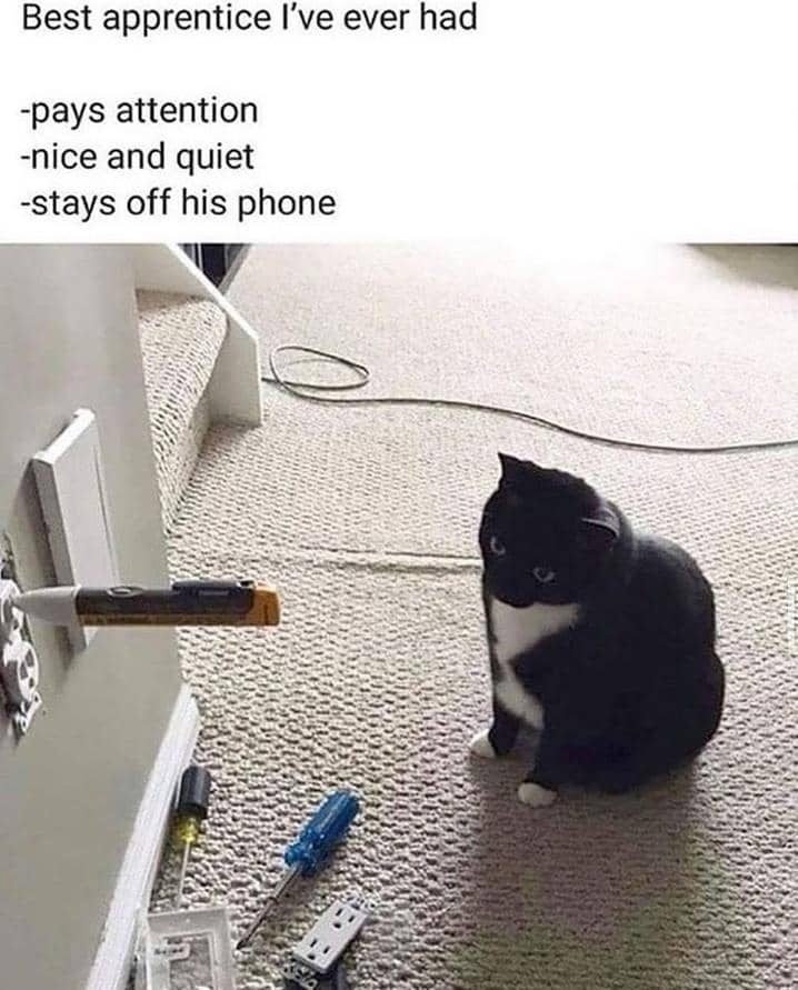 meme kucing cari perhatian