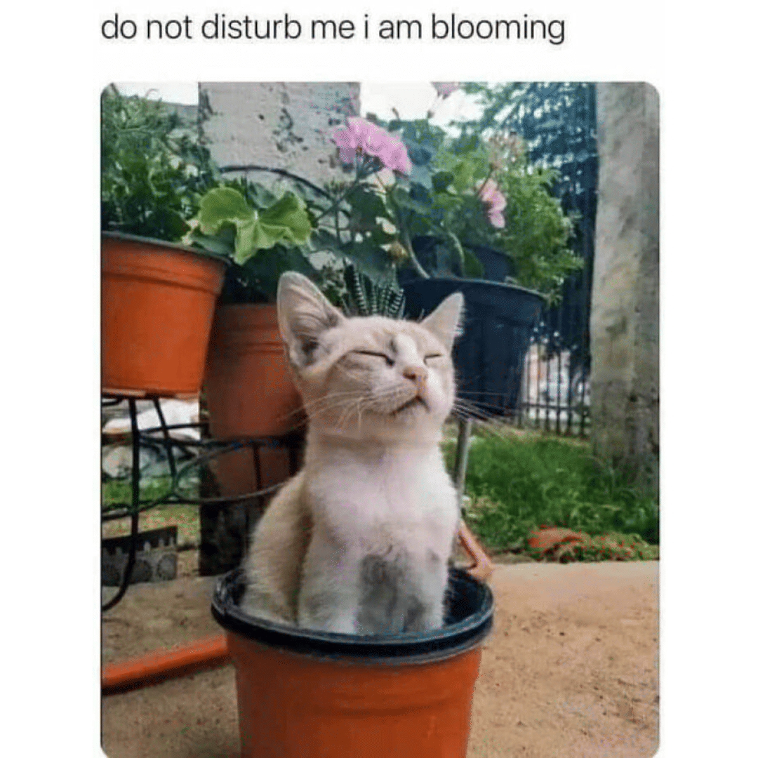 meme kucing di kebun