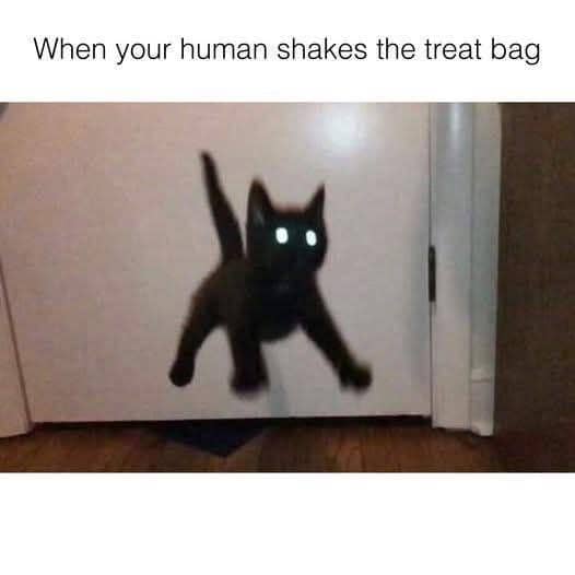 meme kucing rumahan