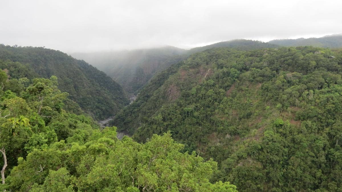 Daintree Rainforest