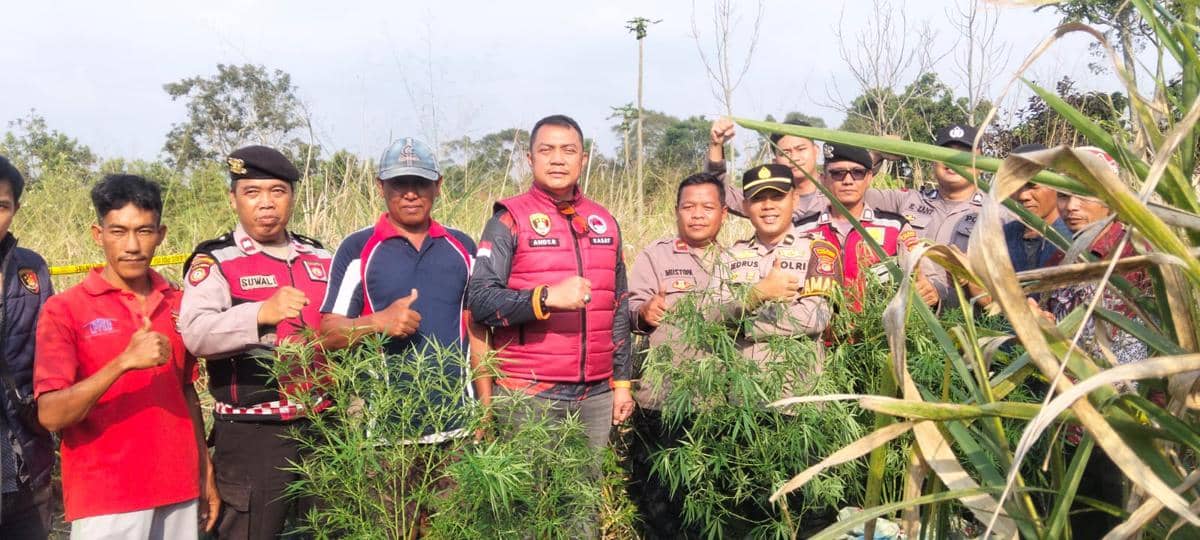 Pohon Ganja Ditemukan Tersembunyi di Semak Gunung Seminung Lambar