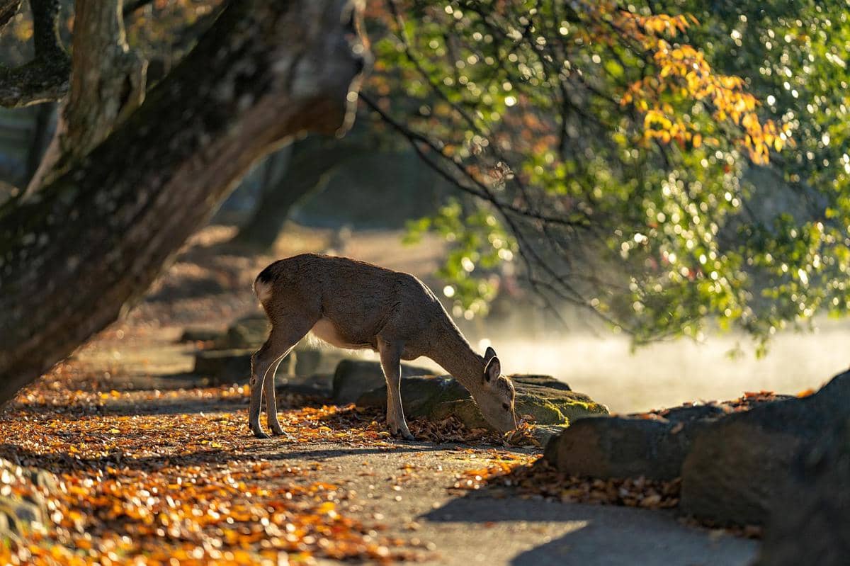 Potret Nara Park dalam foto karya Kanenori yang tersedia melalui situs stok gambar Pixabay.