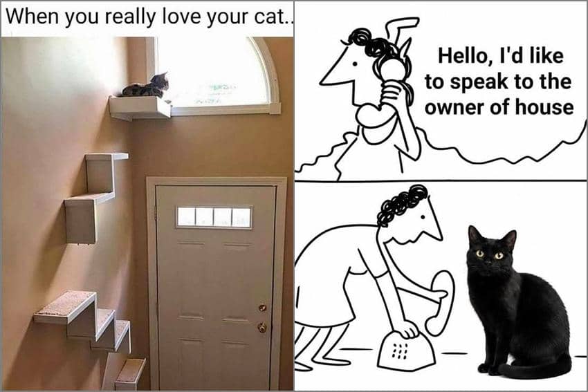 8 Meme Kucing Rumahan, Serasa Menjadi Pemilik Rumah