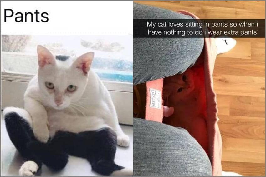 8 Meme Kucing dan Celana, Ada yang Punya Motif Mirip Celana!