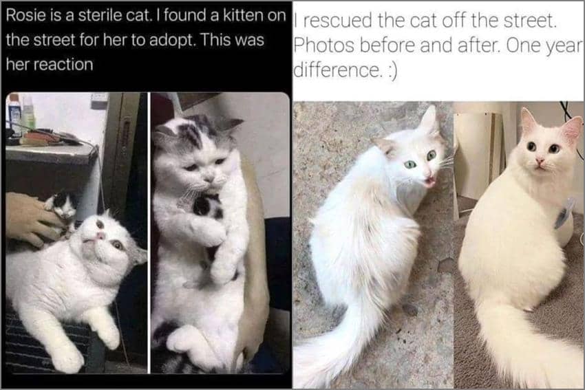 8 Meme Kucing Jalanan, Banyak Hal Gak Terduga Terjadi
