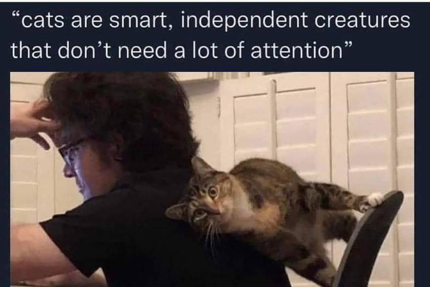 8 Meme Kucing Cari Perhatian, Tingkahnya Malah Bikin Kesal