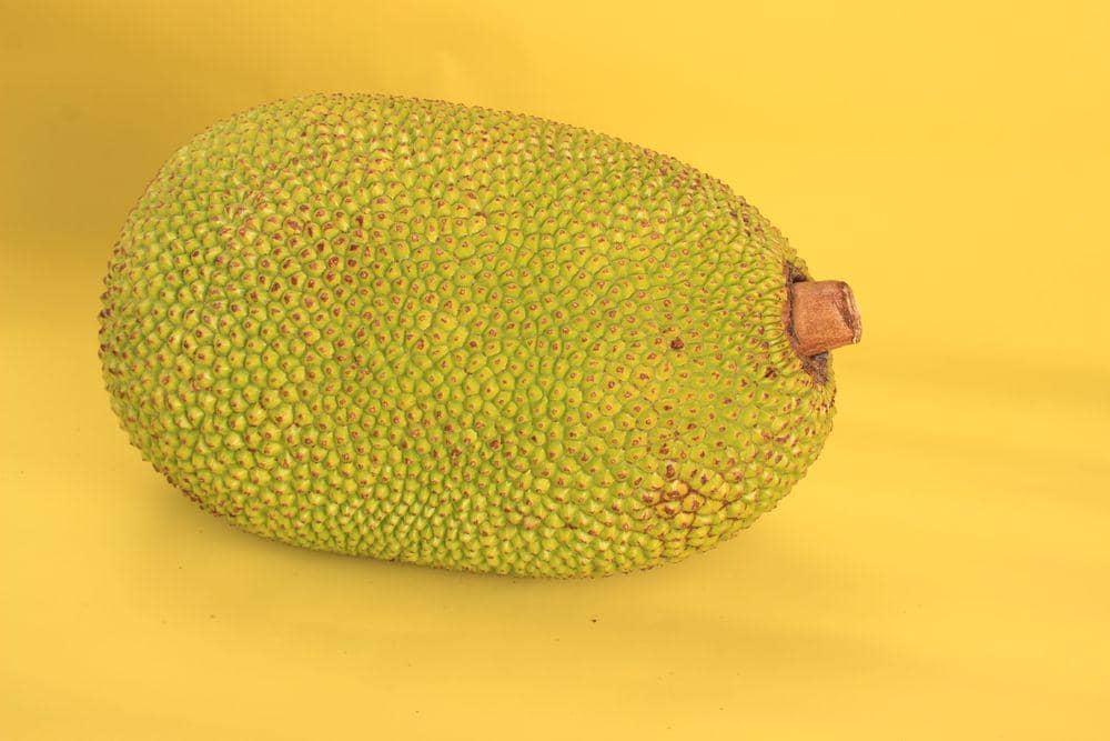 ilustrasi nangka muda