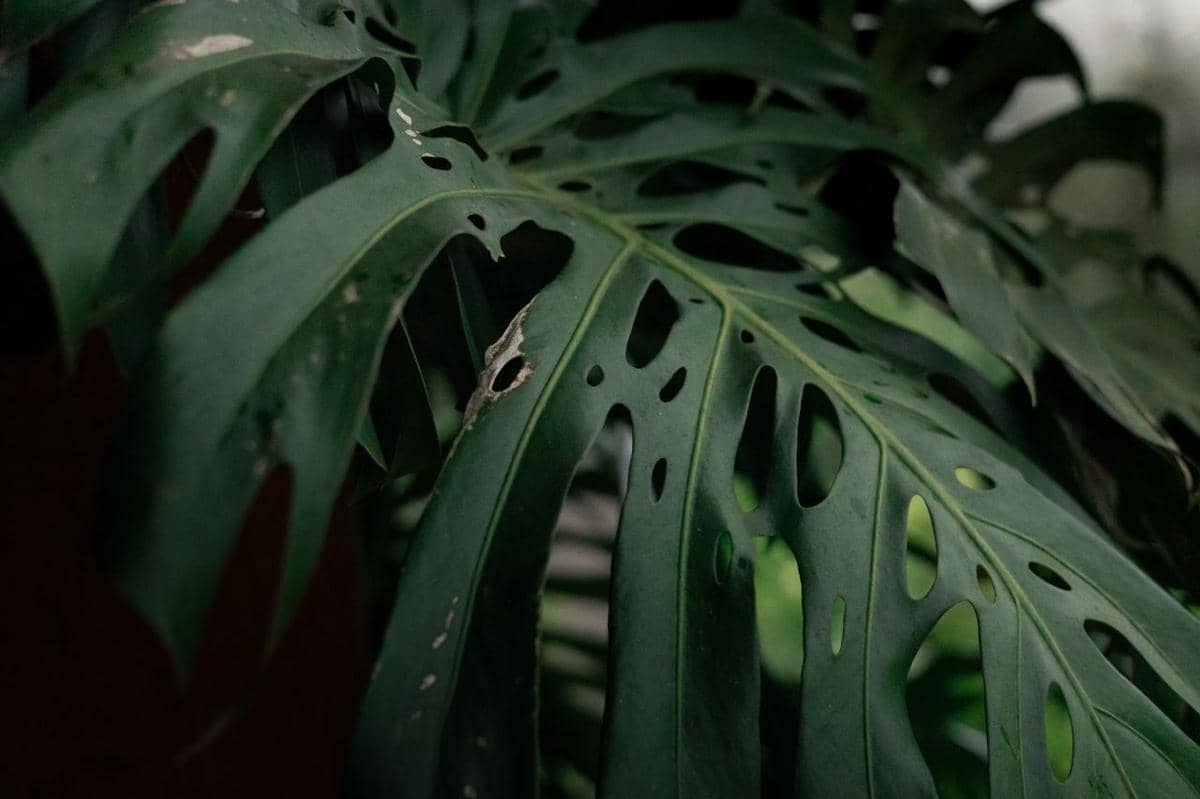 ilustrasi monstera esqueleto