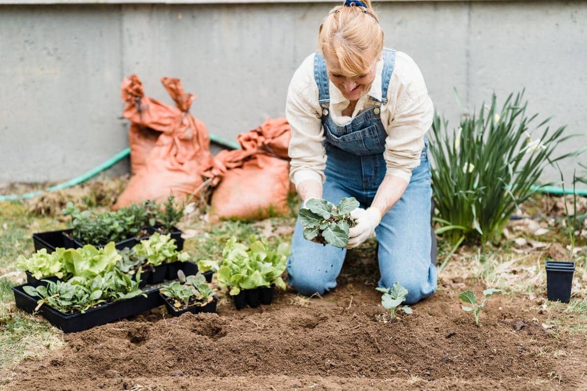 Berkebun