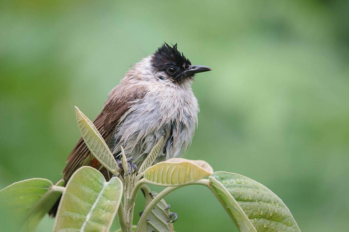 5 Burung yang Kerap Dijumpai Pendaki Indonesia, Pernah Ketemu?